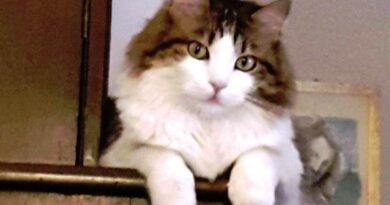 Il gattino infelice – un caso sociale Il gattino infelice – un caso sociale